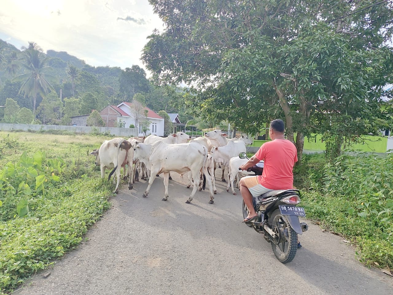 Kawanan Sapi Liar di Kotabunan Barat ‘Bekeng Soe’, Pemdes Siap Ambil Langkah Tegas