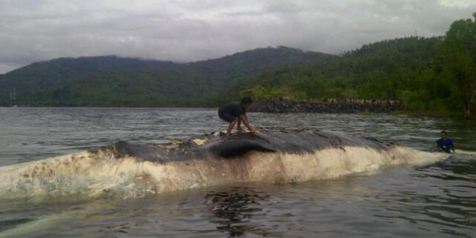 Paus Berbobot 40 Ton Terdampar di Pantai Minahasa